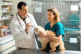 5 job outlook and work environment. Veterinary Assistant Schools In Us College Learners