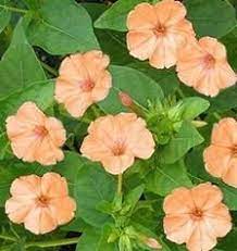 Pin On Flor Maravilha A Perfeicao Existe
