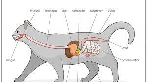 There are cats which may defecate more or less. Colitis In Cats What It Is Symptoms Causes Treatment