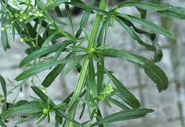 Image result for Erigeron sumatrensis