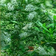 Image result for Pavetta cataractarum