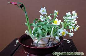 Hoa thủy tiên trắng nhụy vàng, rất đài các kiêu sa, cũng thân quen gần gũi với nhân gian trong khoảng khắc mùa ðông. Hoa Thá»§y Tien Cay Cáº£nh Ha Ná»™i Cay Phong Thá»§y VÄƒn Phong