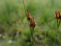 Image result for Rhynchospora rugosa