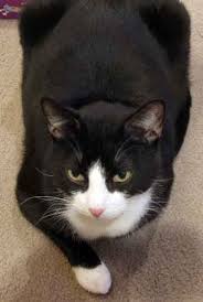 Tuxedo American Shorthair Cat Black And White Tuxedo Cat Personality Image Search Results More At Catsincare Com Pets Cats Cat Breeds Cat Personalities