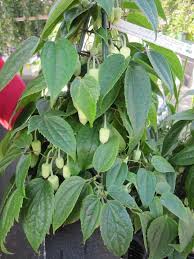 Buy from£29.99at the rhs plants shop. Clematis Urophylla Winter Beauty