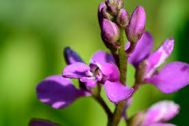 Image result for Polygala macrostigma