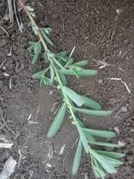 Image result for Phyllanthus maderaspatensis