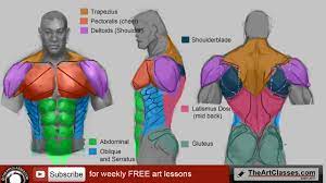 So we made human anatomy for artists. How To Draw Man Muscles Body Anatomy Drawing And Digital Painting Tutorials Online