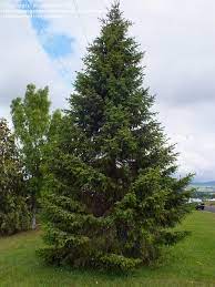 A pyramidal evergreen tree (picea. A Tree To Try Serbian Spruce A Tree So Nice They Named It Twice Urban And Community Forestry In Washington State