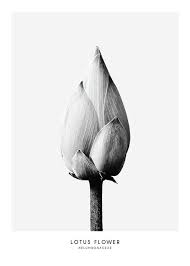 Scarica fiori bianco e nero. Poster Botanico In Bianco E Nero Con La Fotografia Di Un Fiore Desenio It