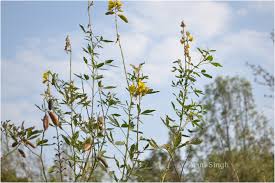 Image result for Crotalaria micans