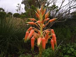 Image result for Aloe cooperi