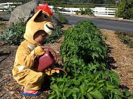 Gradually water less frequently until, at about five weeks, you are giving the tree water every seven to 14 days. Fall Autumn Watering Of Fruit Trees And Vegetables Greg Alder S Yard Posts Southern California Food Gardening