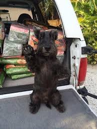 The first show to have a class for the scottish terrier was in 1860. Stop I Ll Unpack The Supplies Mom Scottie Dog Miniature Schnauzer Puppies Scottish Terrier Puppy