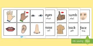 The face is the front of an animal's head that features three of the head's sense organs, the eyes, nose, and mouth, and through which animals express many of their emotions. Parts Of The Body Word And Picture Matching Cards Arabic Translation