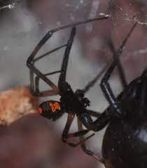 Female black widows are famous for their toxic venom. Pin On Bugs Spiders