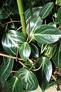 Image result for Peperomia fernandopoiana