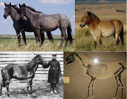 Wild Horse Wikipedia