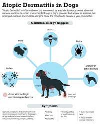 Dog Grass Allergy An Atopic Dog Allergy And Its Treatments Dog Allergies Dog Grass Allergy Vet Medicine