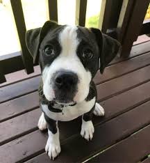 American bulldog and american pit bull terrier hybrid dog, pitbull bulldog mix, bulldog pitbull mix. Everything You Need To Know About The English Bulldog Pitbull Mix K9 Web