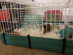 Step by step guide on how to put together and set up the midwest guinea pig habitat plus cage complete with essential items. Midwest Guinea Habitat Plus Guinea Pig Cage 47 L X 24 W X 14 H Petco