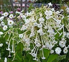We did not find results for: Nicotiana Sylvestris Only The Lonely Zirka 1000 Samen Pflanzen Biennalen Ebay