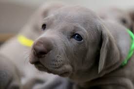 When can puppies go outside in the yard. When Can Puppies Go Outside For The First Time Dogvills