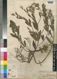 Image result for Aeollanthus suaveolens