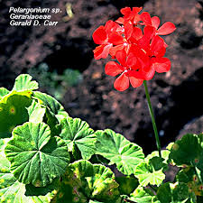 Image result for Geraniaceae