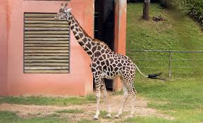Melhores marcas a preços baixos. Girafa Nascida Em Curitiba Completa 31 Anos Ela E A 4Âª Mais Velha Do Mundo Bem Parana