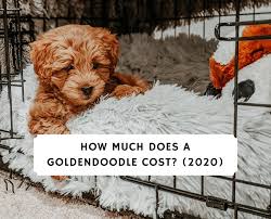 Mini, f1, f1b, toy, and standard. How Much Does A Goldendoodle Cost 2021 Guide We Love Doodles