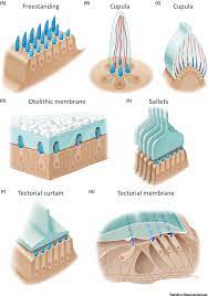 Damage to these cells from excessive noise, chronic infections, antibiotics, certain drugs, or the simple passing of time can lead to irreparable hearing loss. A Bundle Of Mechanisms Inner Ear Hair Cell Mechanotransduction Trends In Neurosciences