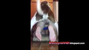Amateur BRASIL Dog Fuck Compilation novinha PT2 - ZoofiliaLovers - Videos  de Zoofilia