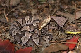 When antagonized, they will stand their ground by coiling their bodies and displaying their fangs. Snakes Of Connecticut