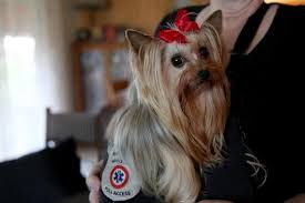 Full registration breeding rights according to their size:taditional boys. Salem Woman S Service Dog Is A Yorkshire Terrier