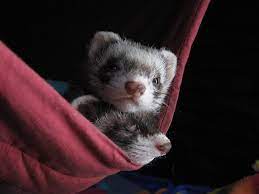 87 Ferrets Ideas Cute Ferrets Ferret Cute Animals