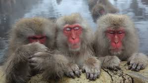 Shutterstock #3monkeys / three monkeys 2020 latest telugu movie ft. shutterstock