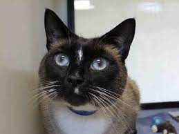 Animal Shelter Adopt A Pet Dogs Cats Puppies Kittens Humane Society Spca Lost Found Cat Shelter Newborn Kittens Cats