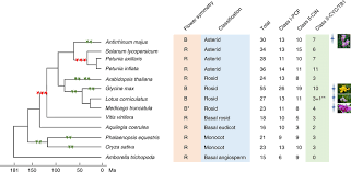 We did not find results for: Evolution Of Flower Symmetry And Tcp Gene Family Left A Phylogenetic Download Scientific Diagram