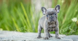 Adding a canadian frenchies french bulldog to your family is something that can immensely benefit your lives, bringing you fun and happiness on a day to day basis. Teacup French Bulldog Puppies For Sale In Pa