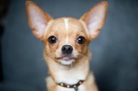 Debunking Myths About The 10 Healthiest Dog Breeds The Dog People By Rover Com