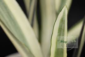 Image result for Sansevieria metallica