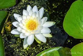 The darkly comic limited series the white lotus, airing new episodes sundays at 9 p.m. White Lotus In A Pond By Nature Spirit Photographer Atala Toy