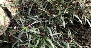 Dragon S Tongue Plant Care Tips Growing The Hemigraphis Repanda