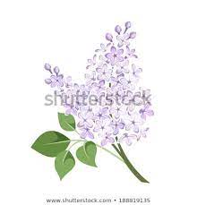 Branch Of Lilac Flowers Vector Illustration Lilac Flowers Lilac Vector Illustration