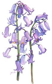 Pin On Bluebells