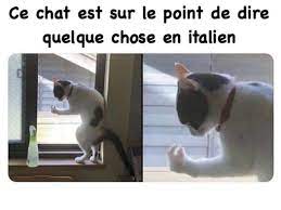 Italien, débutant intermédiaire la méthode complète parliamo italiano italiano principiante intermedio the victor ebner institute italien débutant livres pédagogiques. Chat Italien Image Drole A Decouvrir Sur V D R Les Dernieres Images Droles Du Web