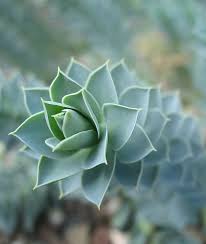 Check spelling or type a new query. Euphorbia Myrsinites Donkey Tail Spurge Buy Online At Annie S Annuals