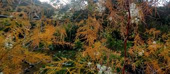 Image result for Asparagus flagellaris