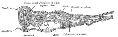 A dorsal hollow nerve cord; The Notochord Human Anatomy